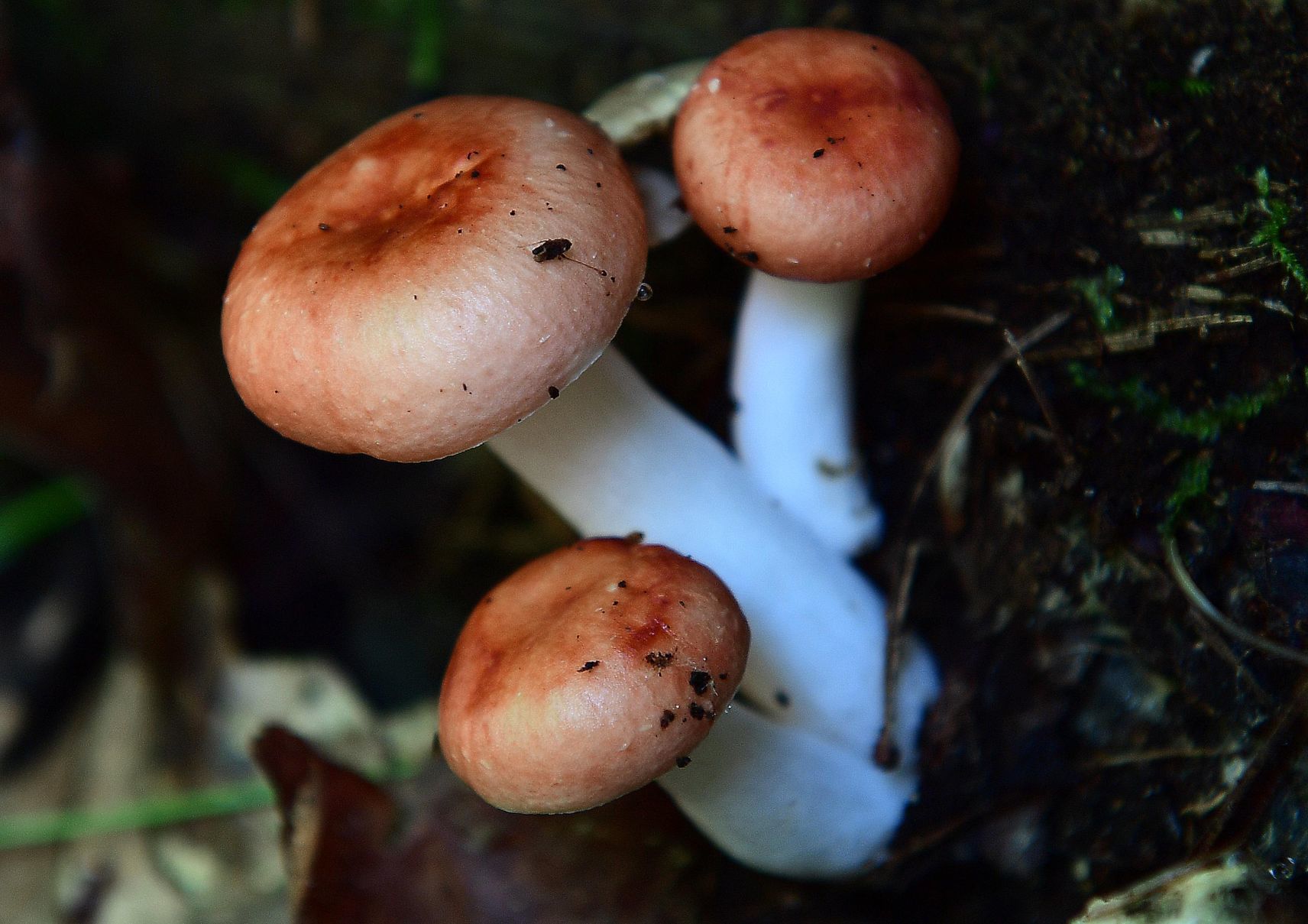 Pennsylvania Mushroom N.jpg